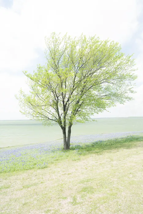 Cedar Hill — photograph