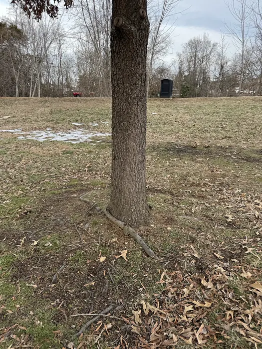 Red Oak — photograph