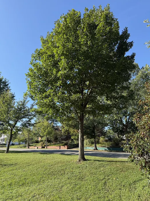 Red Oak — photograph