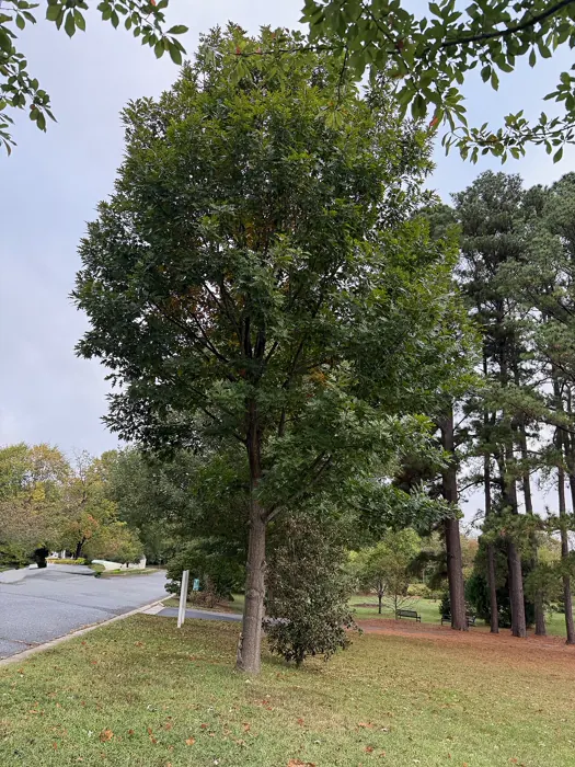 Red Oak — photograph