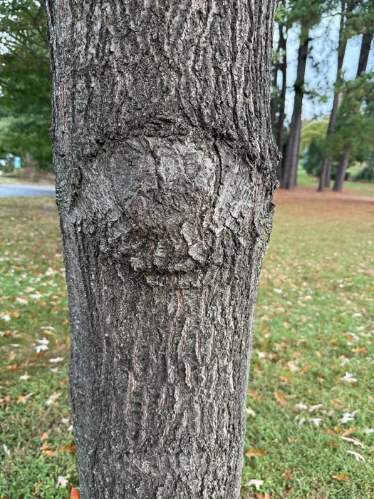 Red Oak — photograph